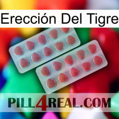 Erección Del Tigre 19